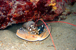 Lobster Tauchen in Kroatien